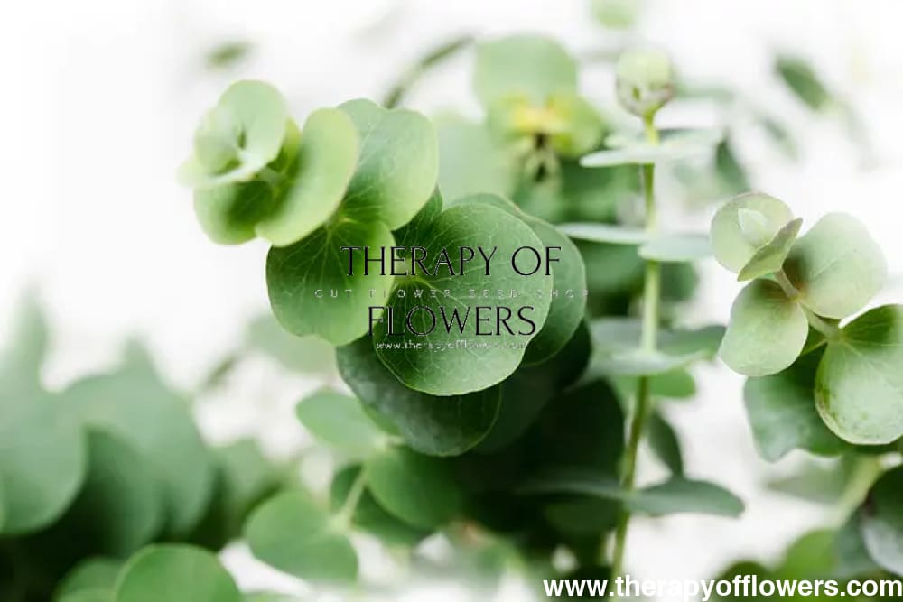 Eucalyptus pulverulenta Baby Blue | Florist Silver Dollar - 20 Seeds - Seeds