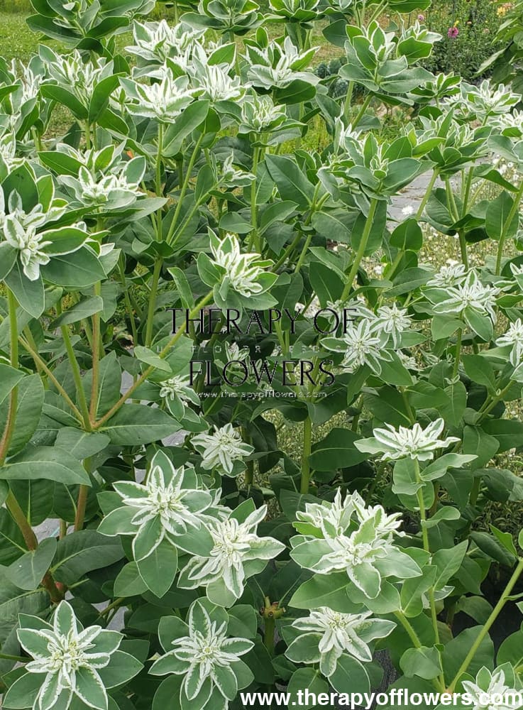 Euphorbia marginata Mountain snow therapyofflowers.com