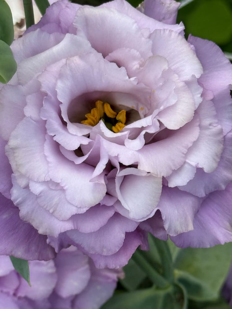 eustoma topfpflanze Schönkelch Corelli™ II Lavender F1