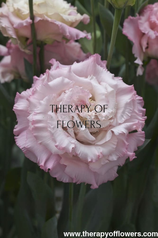 Eustoma grandiflorum Corelli™ III Light Pink F1 | Lisianthus | Pelleted therapyofflowers.com