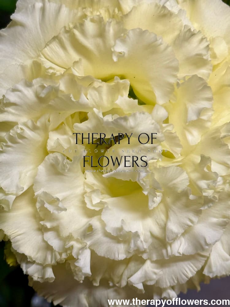 Eustoma grandiflorum Corelli™ SU III Yellow F1 | Lisianthus therapyofflowers.com