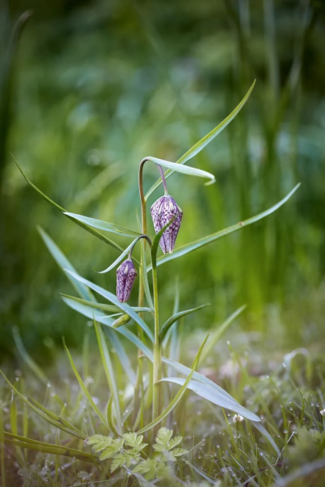 snake's head fritillary bulbs planting Fritillaria meleagris MIX | Snake's Head Fritillary