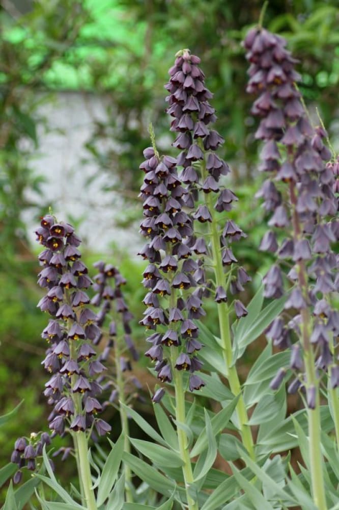 persian lily flower Fritillaria persica - Exotic Persian Lily