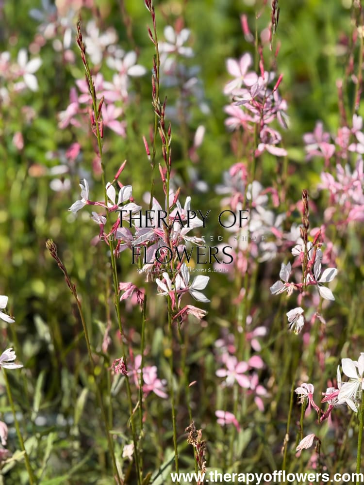 Gaura lindheimeri Emmeline Pink Bouquet | Bee Blossom therapyofflowers.com