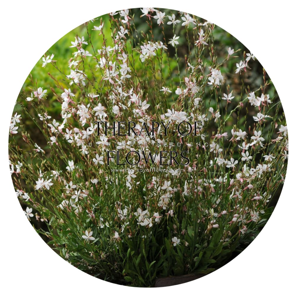 Gaura lindheimeri Sparkle White | Bee Blossom therapyofflowers.com