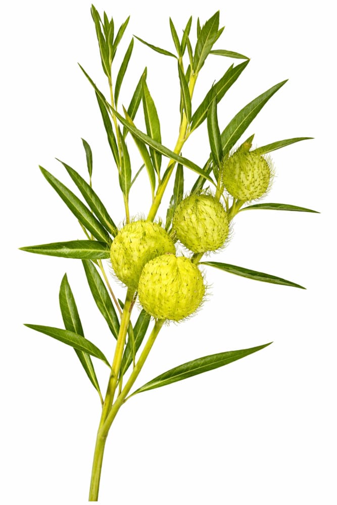 Gomphocarpus fruticosus - Cottonbush (Milkweed) Seeds