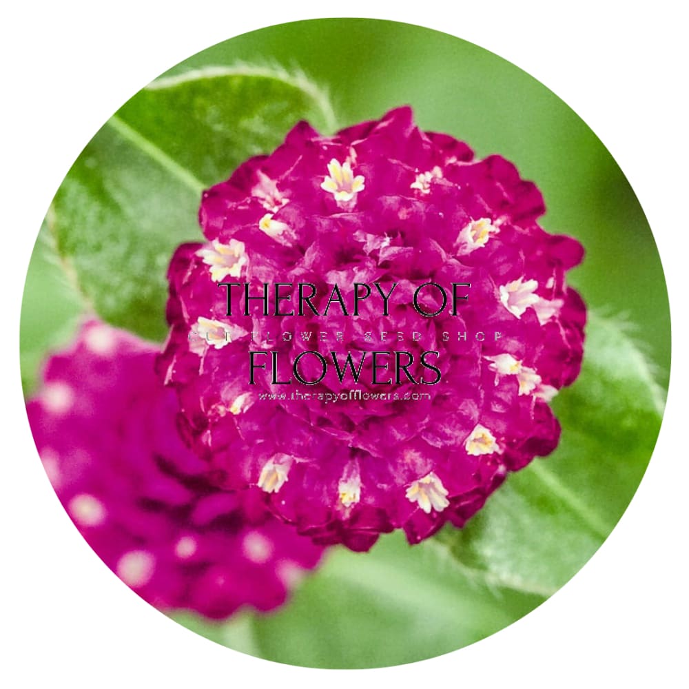 Gomphrena globosa Las Vegas Purple | Globe Amaranth | Cut Flower therapyofflowers.com
