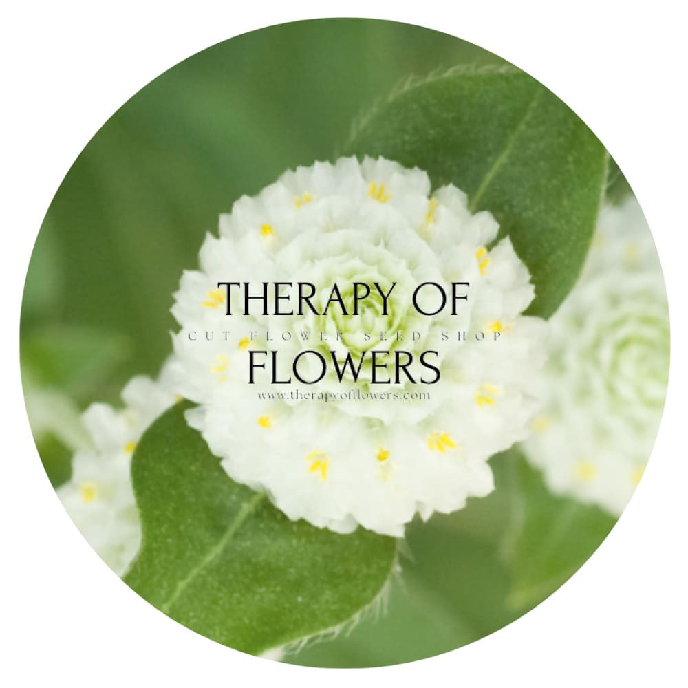 Gomphrena globosa Las Vegas White | Globe Amaranth | Cut Flower therapyofflowers.com