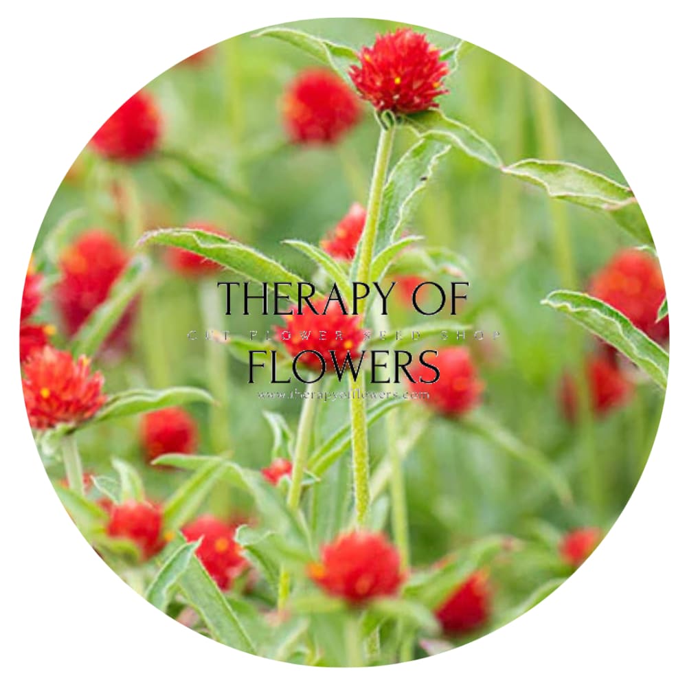 Gomphrena haageana Strawberry Fair therapyofflowers.com