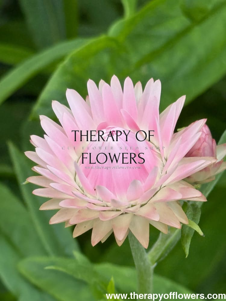 Helichrysum bracteatum Silvery Rose | Strawflower therapyofflowers.com