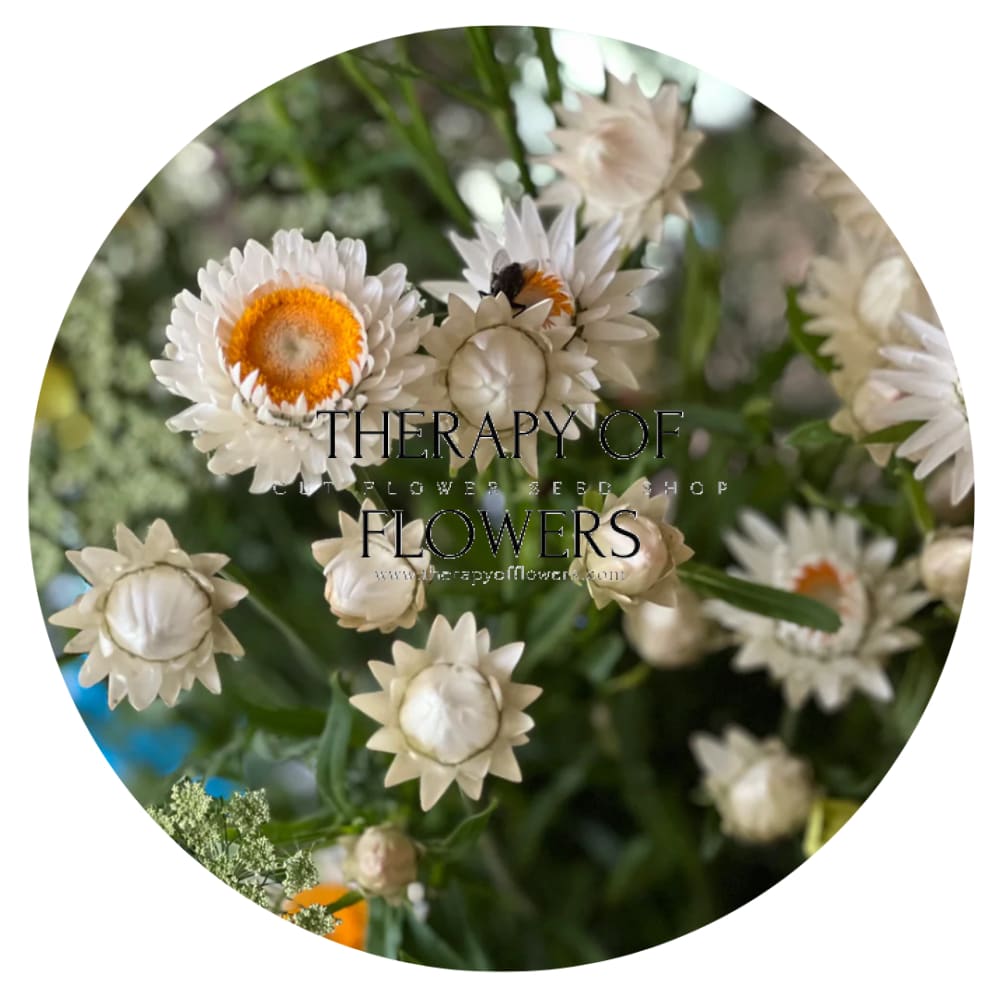 Helichrysum bracteatum White | Strawflower - 0.2 gram - Seeds