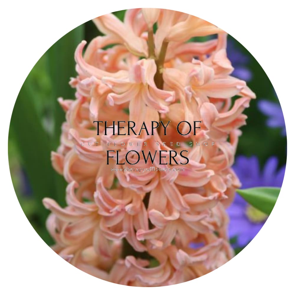 Hyacinth Gipsy Queen therapyofflowers.com