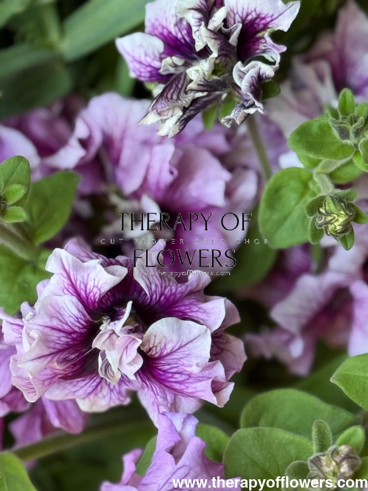 Italian Petunia Grandiflora Alegra Mix F1 | Petunia for Cutting | Pelleted therapyofflowers.com