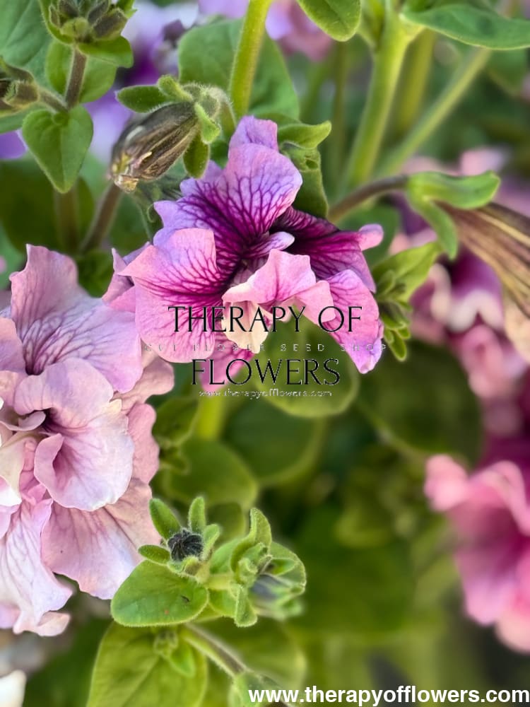 Italian Petunia Hybrida Allegra Mix F1 | Petunia Grandiflora | Petunia for Cutting therapyofflowers.com