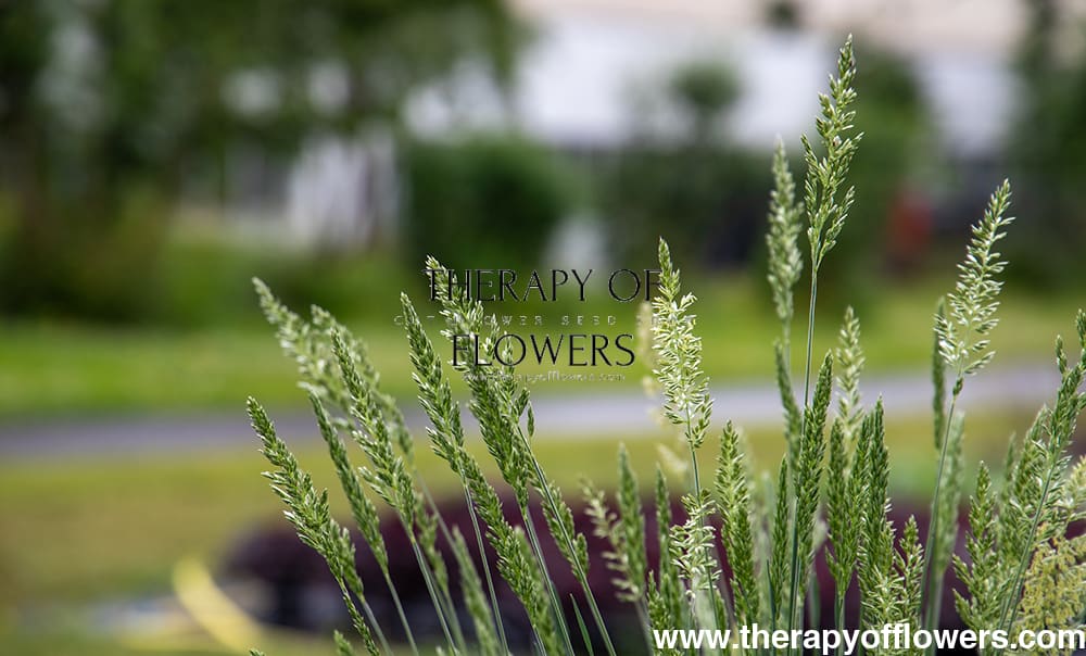 Koeleria glauca Bluey | Blue Hair Grass therapyofflowers.com