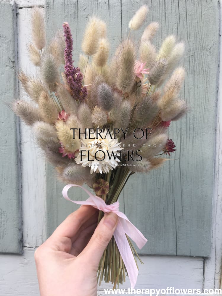 Lagurus ovatus Bunny | Bunny Tail Grass - 50 seeds / Grown as an annual / 35 cm - seeds