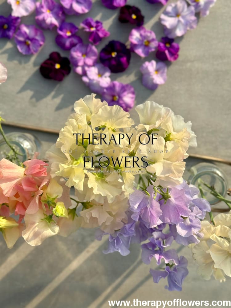 Lathyrus odoratus Spring Sunshine Cream therapyofflowers.com