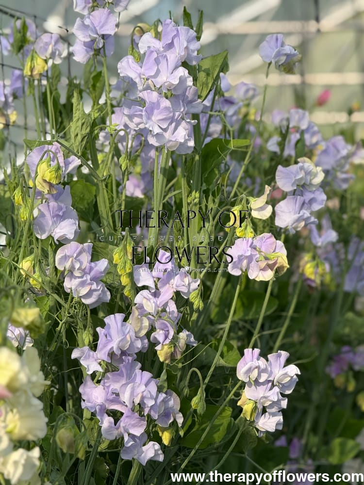 Lathyrus odoratus Spring Sunshine Light Blue therapyofflowers.com