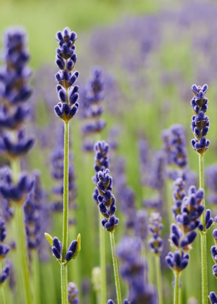 blue lavender plants Lavandula angustifolia 'Chill-Out Blue' | English Lavender Seeds