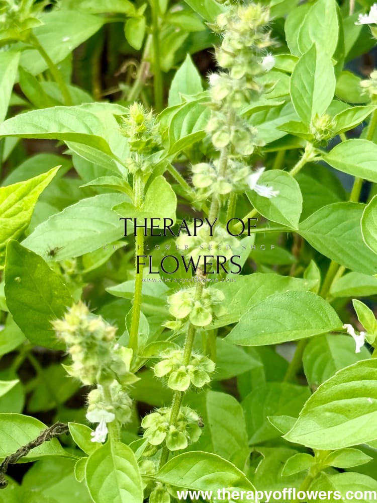 Ocimum basilicum Lemon | Lemon basil | Basilikum Citron therapyofflowers.com