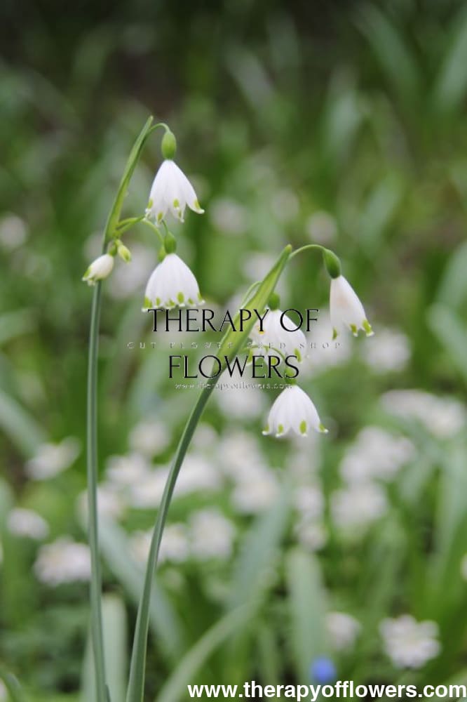 Leucojum aestivum | Summer Snowflake therapyofflowers.com
