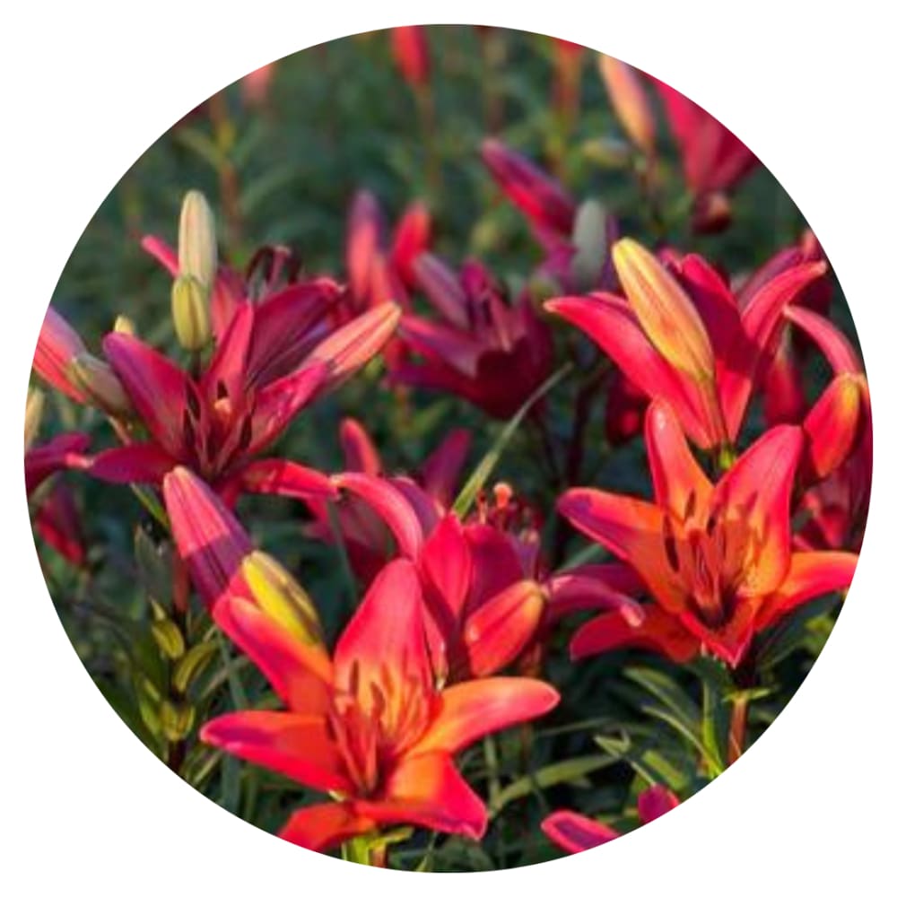 sunset asiatic lily Lilium longiflorum asiatic Royal Sunset – A Stunning Addition to Your  Garden – therapyofflowers.com