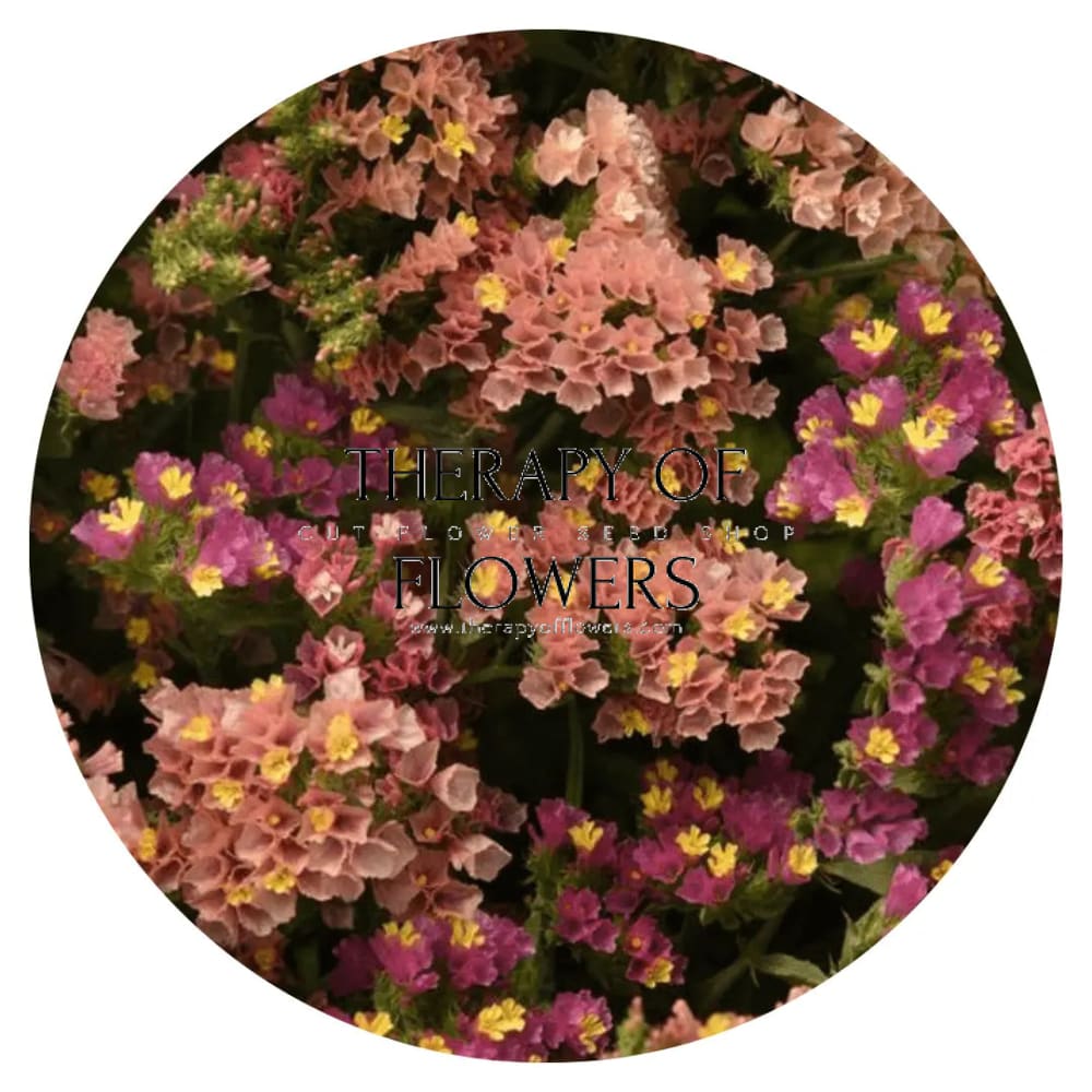 Limonium QIS® Apricot.