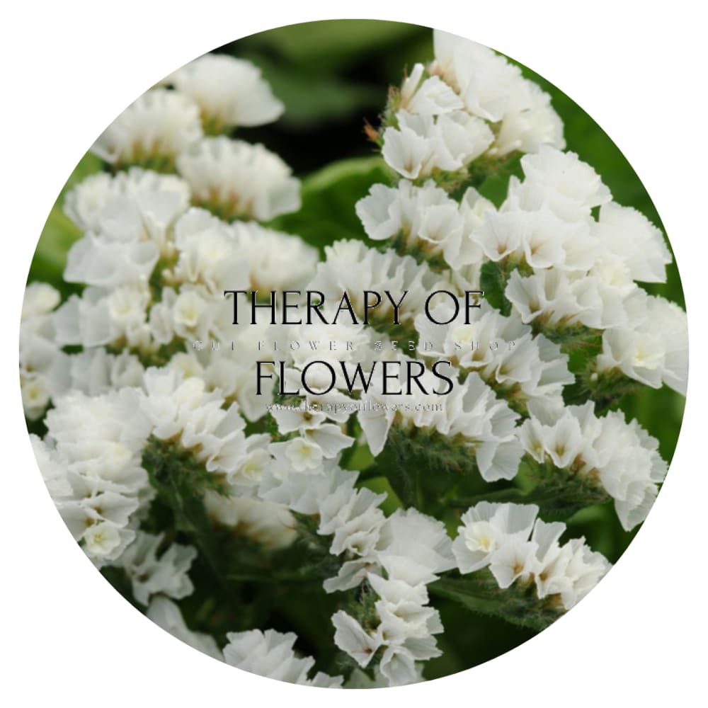 Limonium QIS® White therapyofflowers.com
