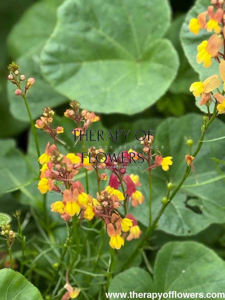 Linaria maroccana Licilia Peach | Toadflax therapyofflowers.com