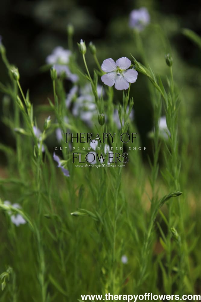 Linum usitatissimum | Bubble Flax therapyofflowers.com