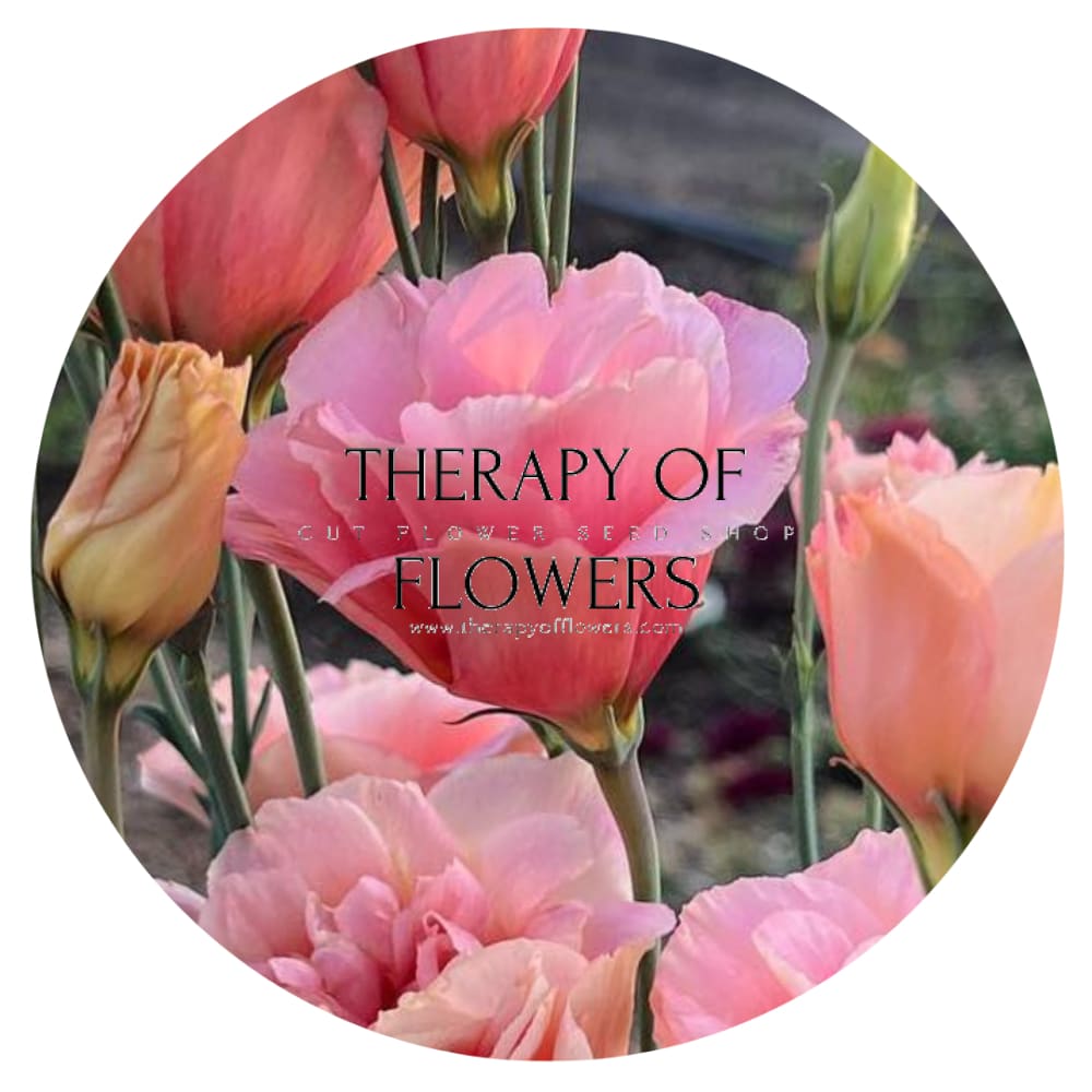 Lisianthus Arena Apricot III therapyofflowers.com