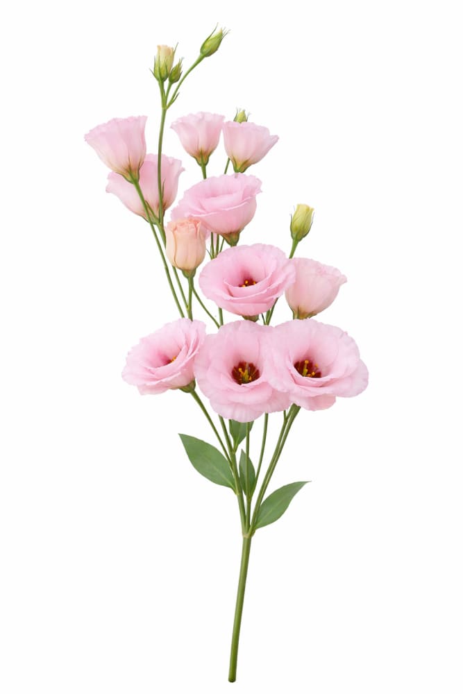 Lisianthus Arena Baby Pink III