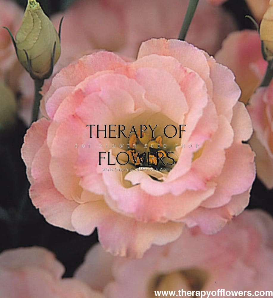 Lisianthus Arena Champagne III therapyofflowers.com