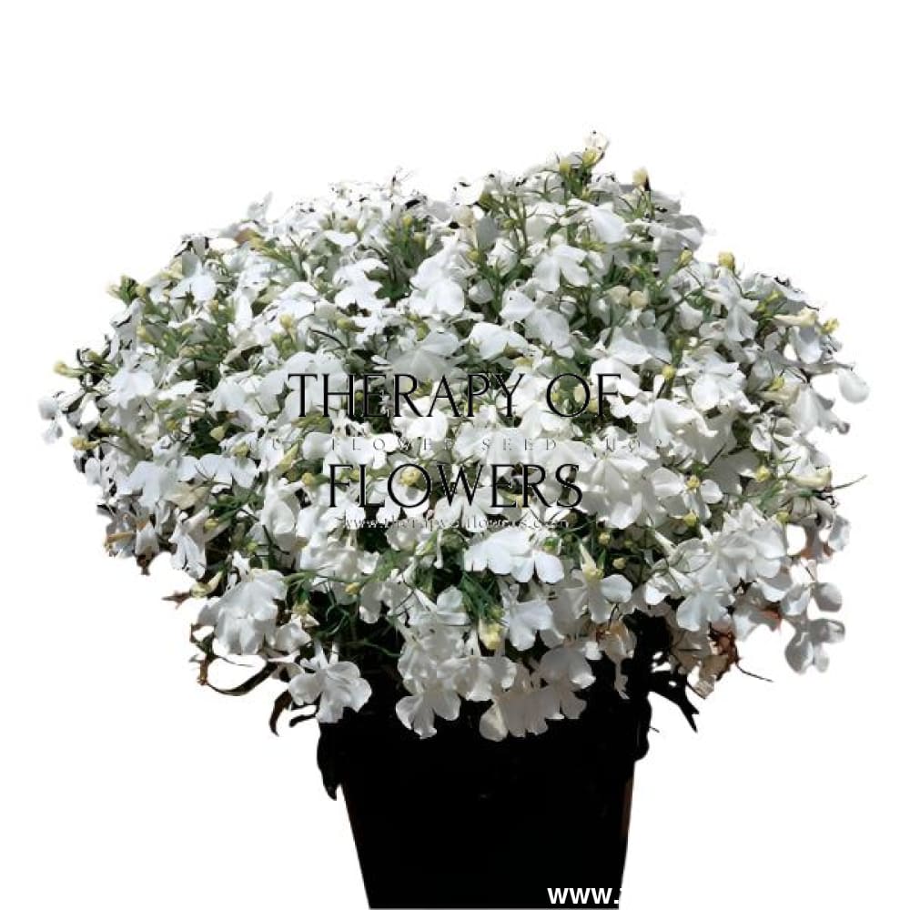 Riviera White Lobelia