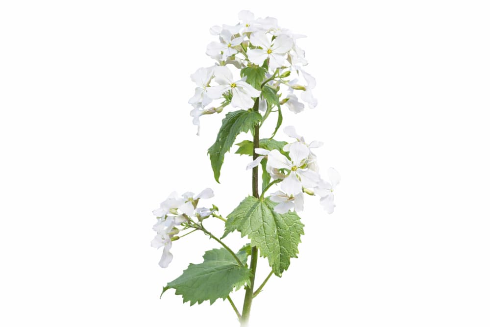 money plant white flower Lunaria annua 'Alba'
