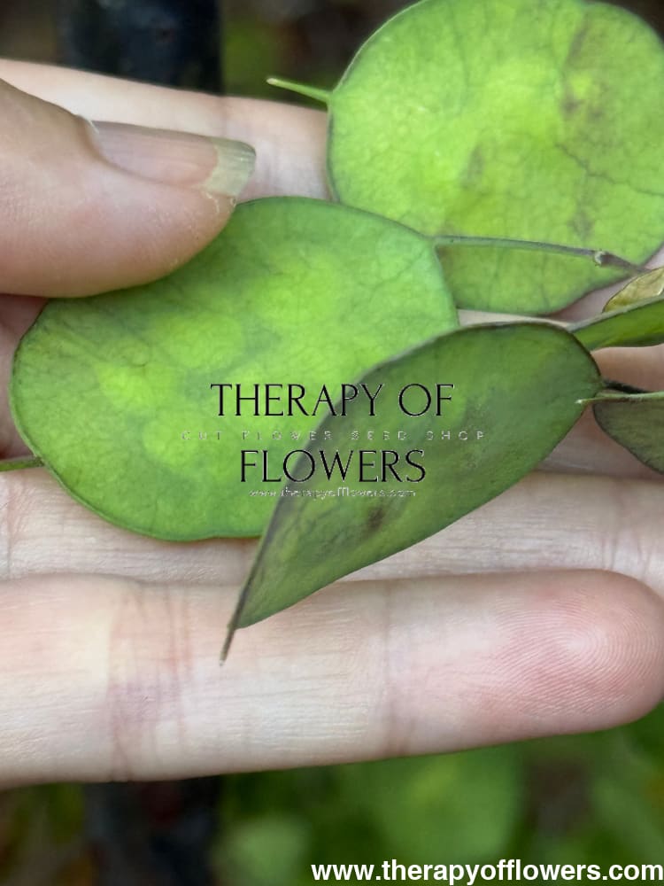 Lunaria annua Violet | Honesty | Money Plant therapyofflowers.com