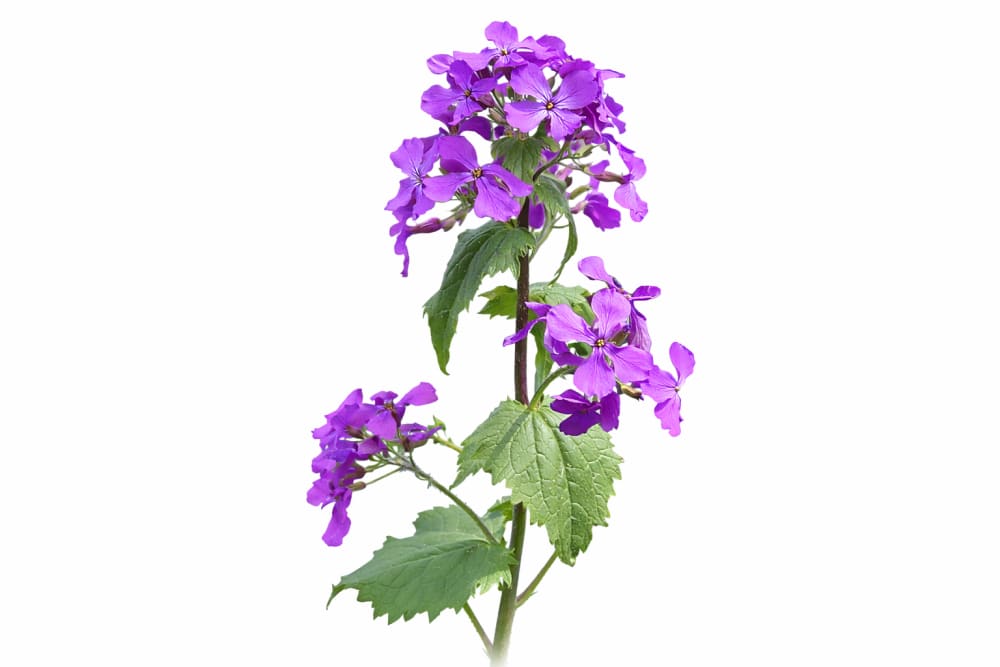 purple colour money plant Lunaria annua Violet