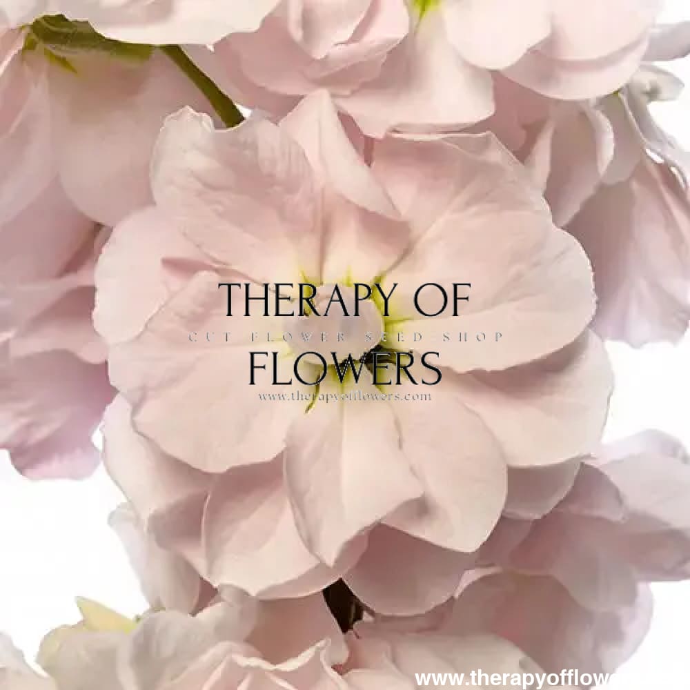 Matthiola Column Appleblossom.