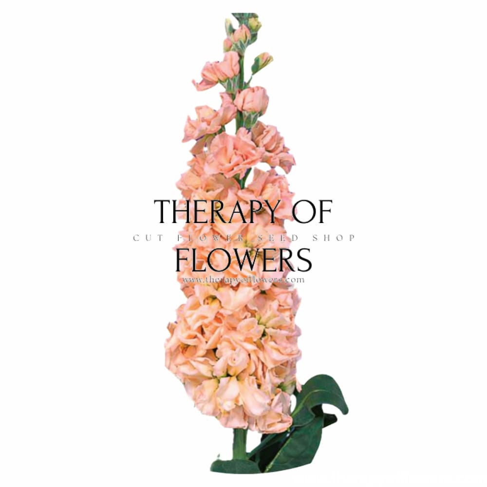 Matthiola incana Iron Apricot | Stock therapyofflowers.com