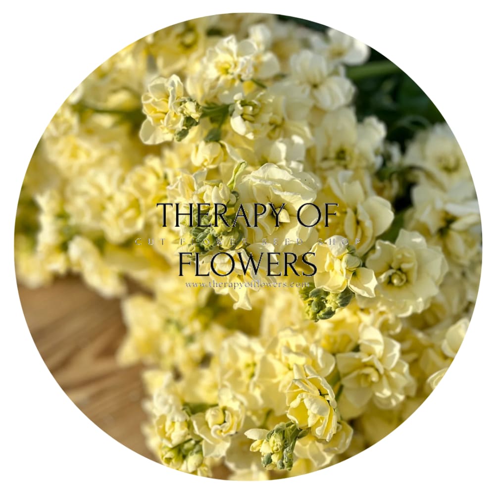 Matthiola incana Iron Yellow - 30 seeds / 60 cm - Seeds