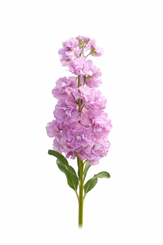 Matthiola incana 'Katz Lavender Light' | Stock