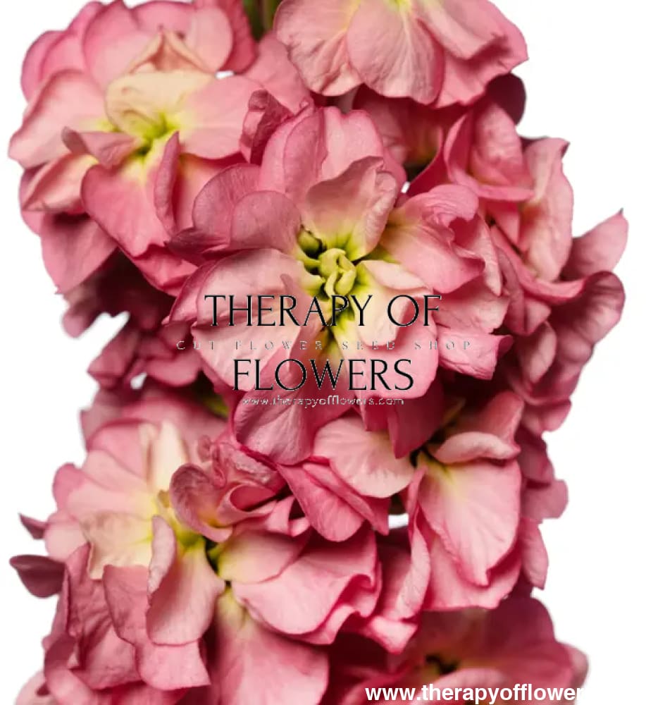 Matthiola incana StoX® Antique Rose therapyofflowers.com