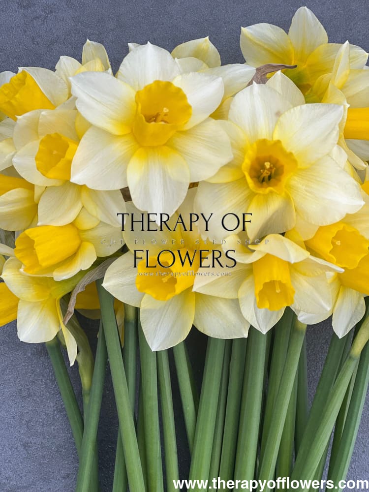 Narcissus Golden Echo therapyofflowers.com