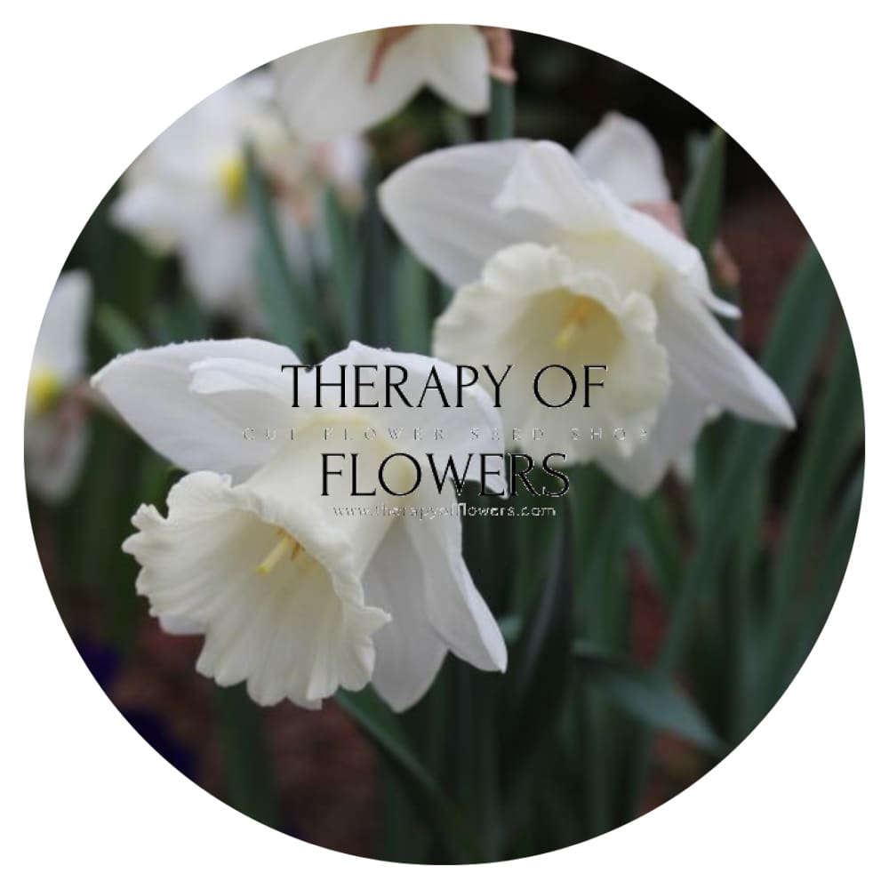 Narcissus Mount Hood therapyofflowers.com