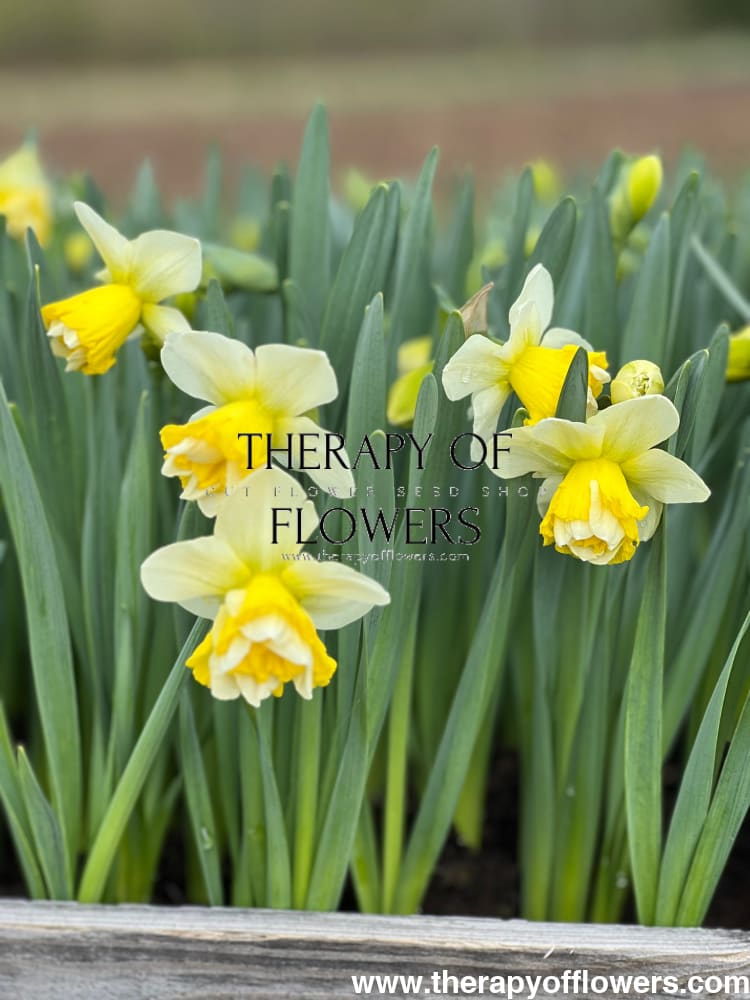 Narcissus Wave therapyofflowers.com