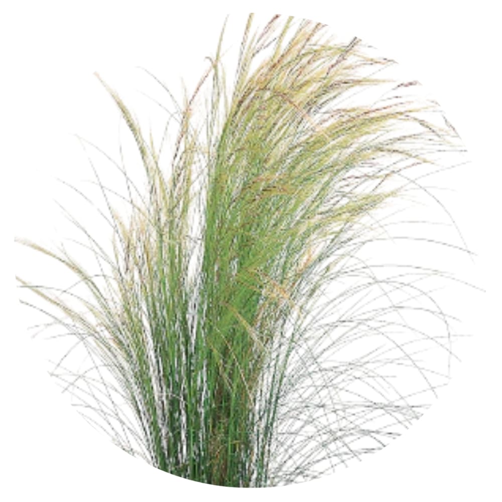 Nassella tenuissima Pony Tails | Mexican feather grass - 50 seeds / Grown as an annual / 75 cm - Seeds