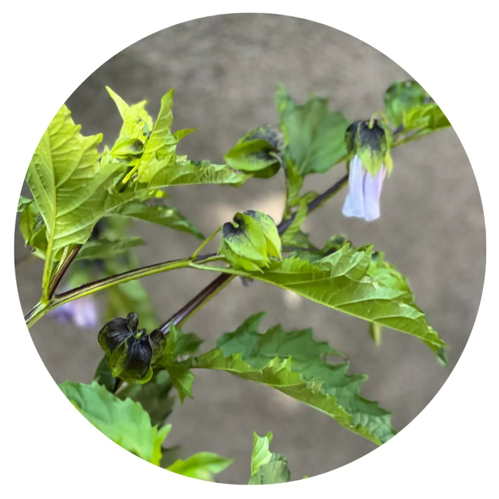 Nicandra physalodes - Apple of Peru (Shoo Fly Plant) Seeds