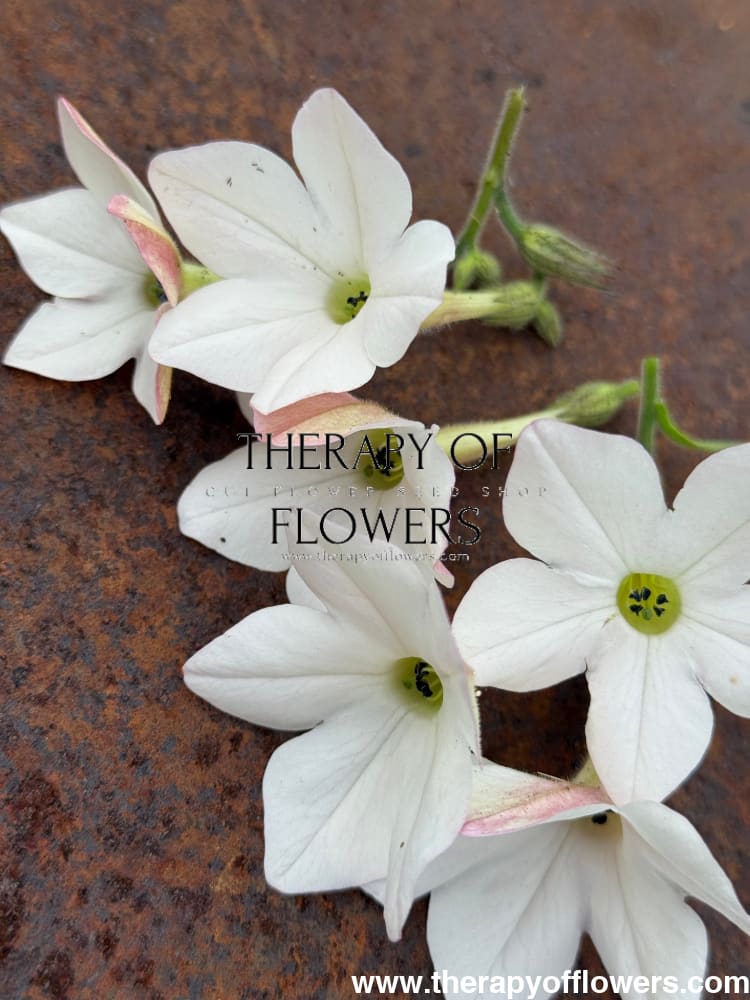 Nicotiana x sanderae Sirius Appleblossom F1 | Flowering Tobacco | Pelleted therapyofflowers.com