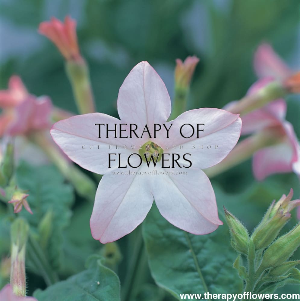 Nicotiana x sanderae Star Flare Appleblossom F1 therapyofflowers.com