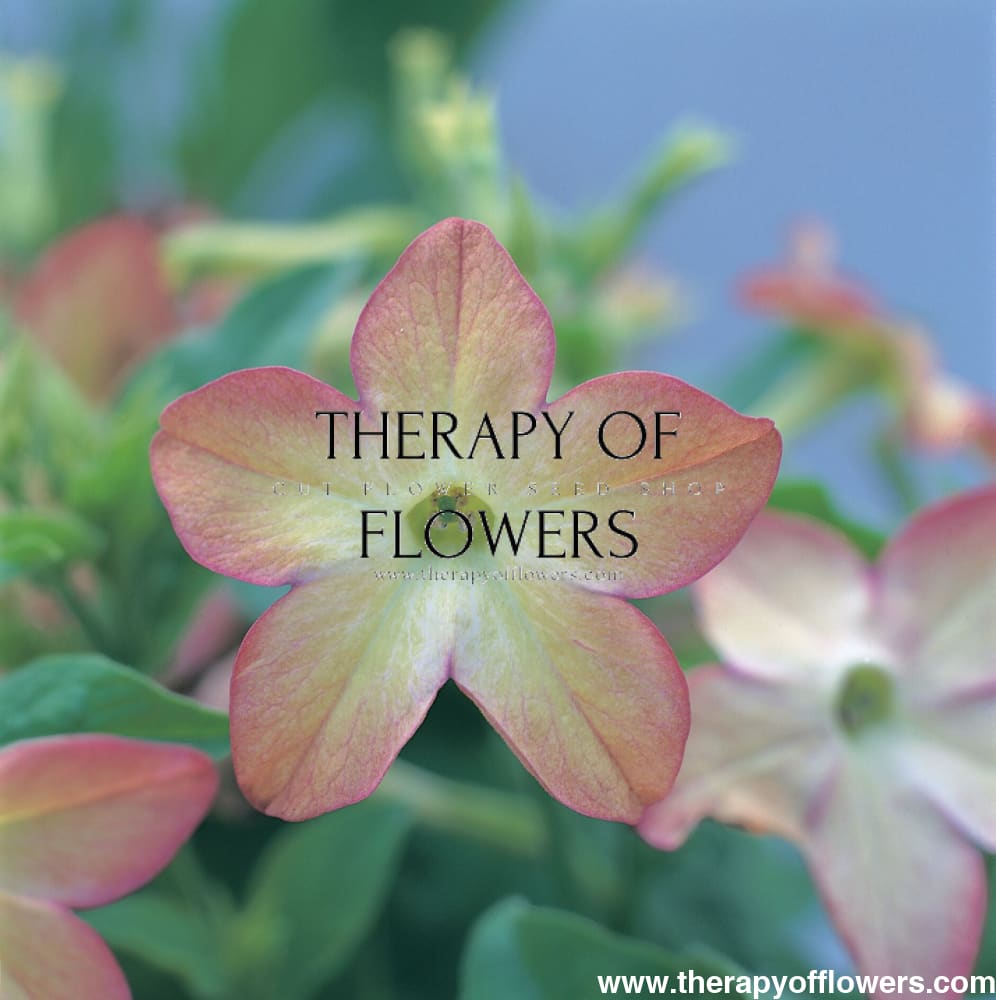 Nicotiana x sanderae Star Flare Purple Bicolor F1 therapyofflowers.com